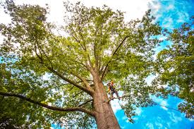 Best Hazardous Tree Removal  in Village Of Four Seasons, MO