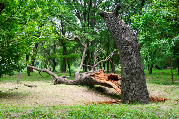 Landscape Design and Installation in Village Of Four Seasons, MO
