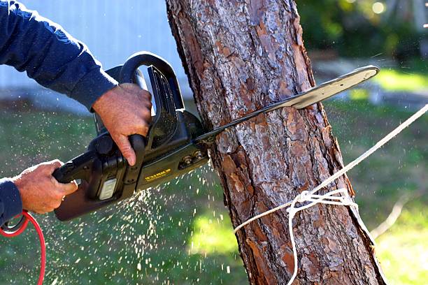 Best Pest Control for Lawns  in Village Of Four Seasons, MO