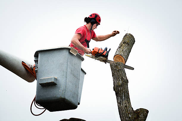 How Our Tree Care Process Works  in  Village Of Four Seasons, MO
